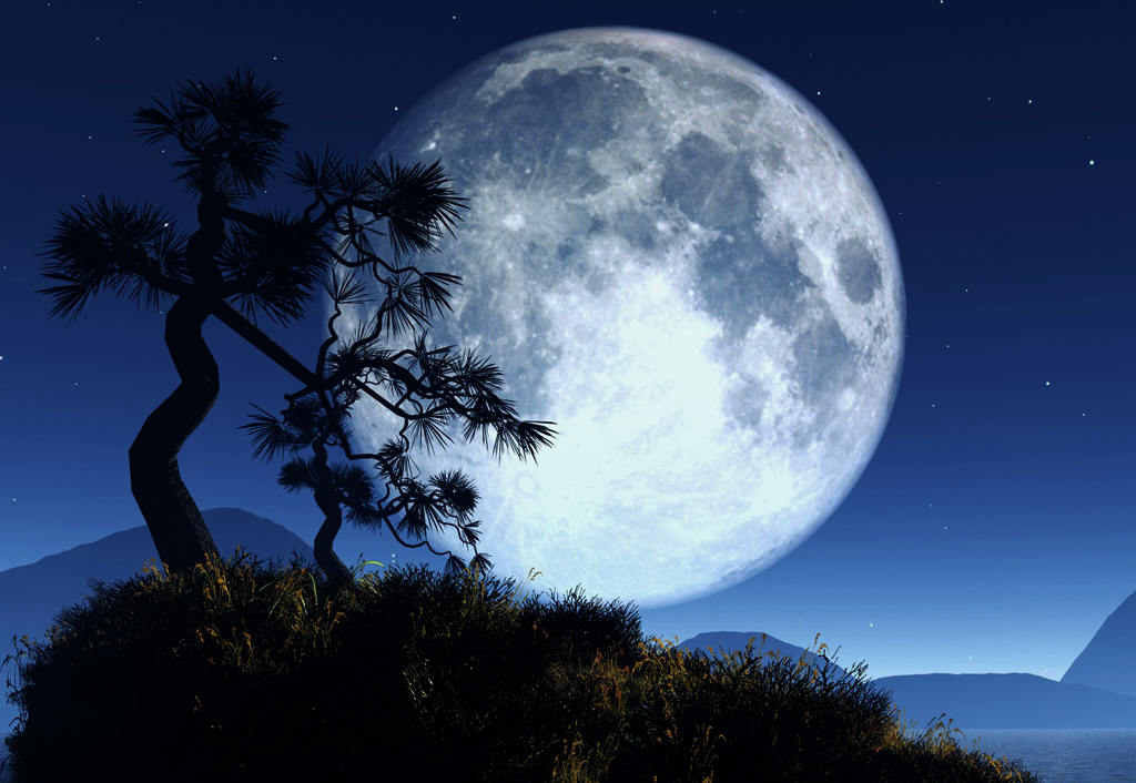 Resultado de imagem para imagens de lua cheia na floresta