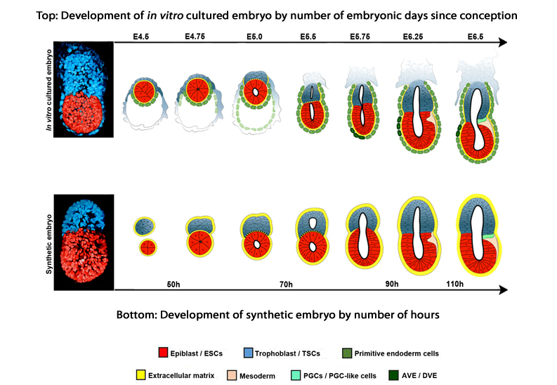 Desenvolvimento do embrião normal e artificial